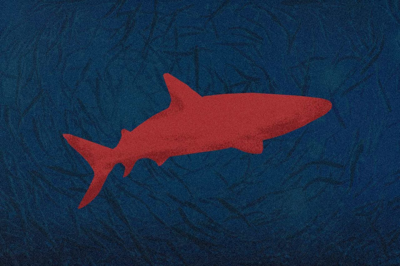 tiburones-indefensos-1280x853